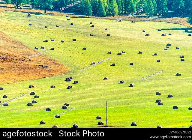 Bales of hay in a meadow. Harvesting hay for livestock feed