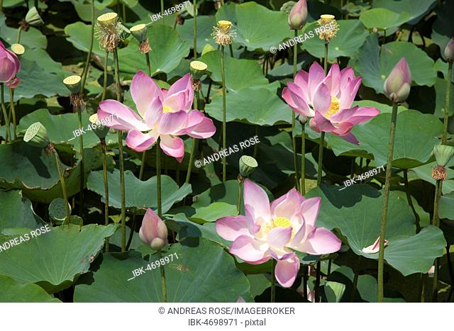 Lotus flowers (Nelumbo), Thap Cham, Ninh Thuan, Vietnam