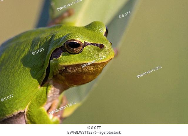 European treefrog, common treefrog, Central European treefrog Hyla arborea, sitting on a leaf
