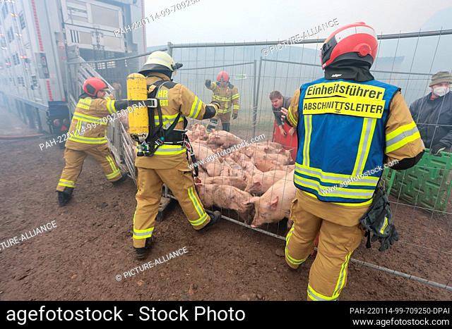 14 January 2022, Saxony-Anhalt, Ballenstedt: Pigs are evacuated from a pig fattening plant. Since the morning the pig fattening plant is on fire