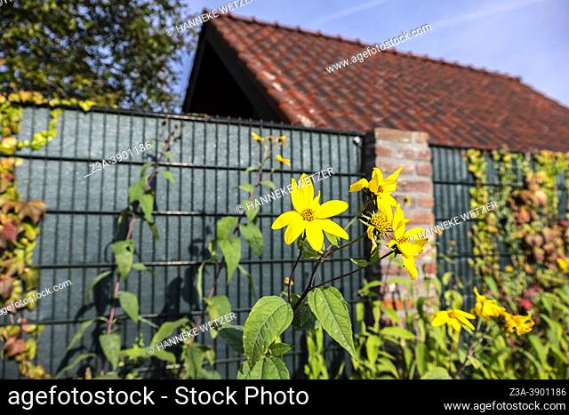 Yellow flower growing in a garden with a fence