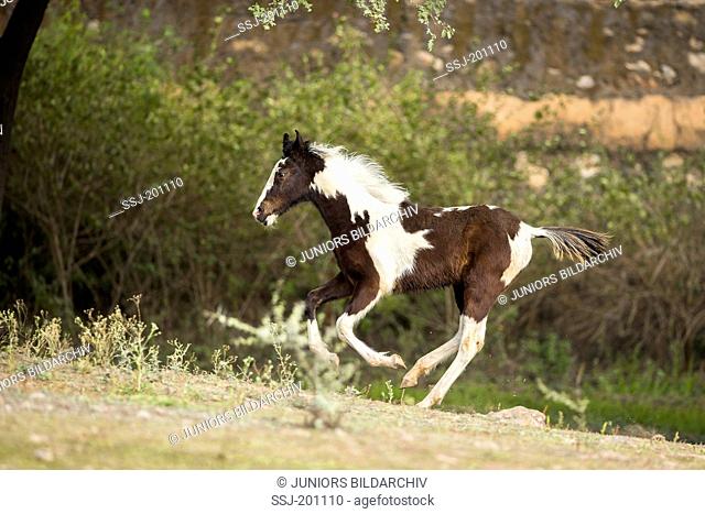 Marwari Horse. Skewbald foal galloping on dry ground. Rajasthan, India