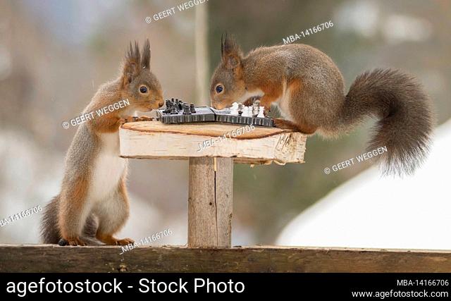 red squirrels standing with chess board