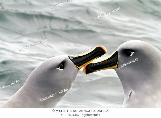 Adult Grey-headed Albatross Thalassarche chrysostomacourtship display at Elsehul, South Georgia, Southern Ocean  MORE INFO This albatross also known as the...