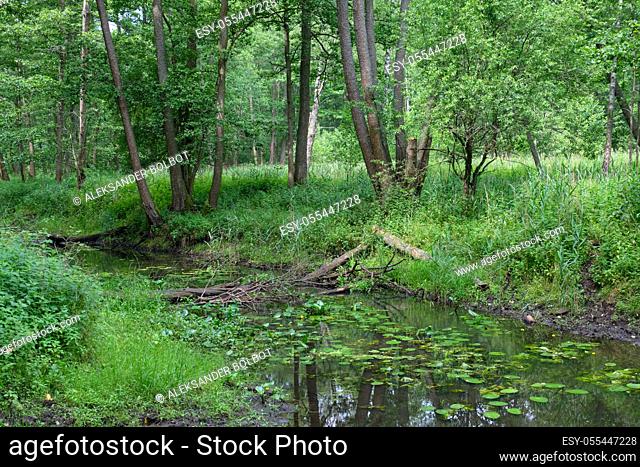 Small natural forest river in sunrise with partly declined logs in water, Bialowieza Forest, Poland, Europe