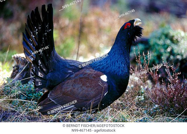 Capercaillie (Tetrao urogallus). Displaying in pine forest, Near Oulo. Finland