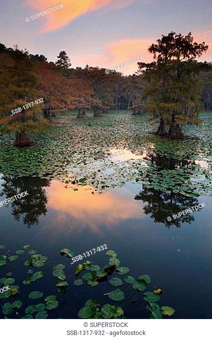 Bald cypress trees with Spanish moss in a swamp, Cypress Swamp, Caddo Lake, Texas-Louisiana, USA