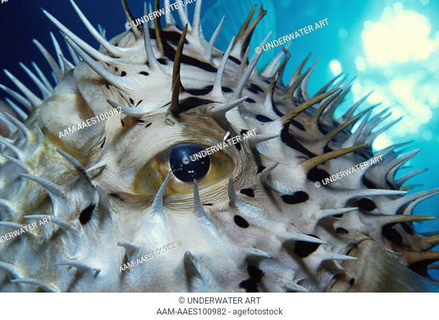 Balloonfish (Diodon holocanthus) Grand Cayman, BWI