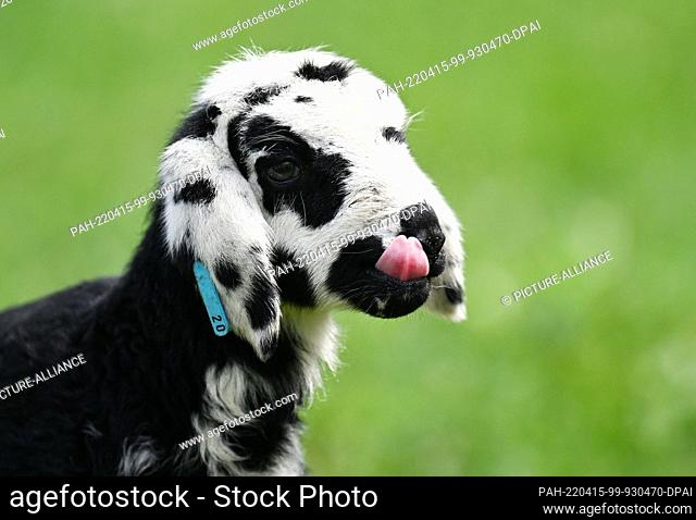 15 April 2022, Bavaria, Farchant: A little lamb about a week old sticks out its tongue. The lamb is a common symbol of Jesus Christ in Christianity since...
