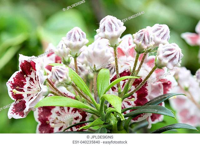 Mountain Laurel Flowers and Buds Minuet Blooming with new green leaves in Spring Closeup Macro