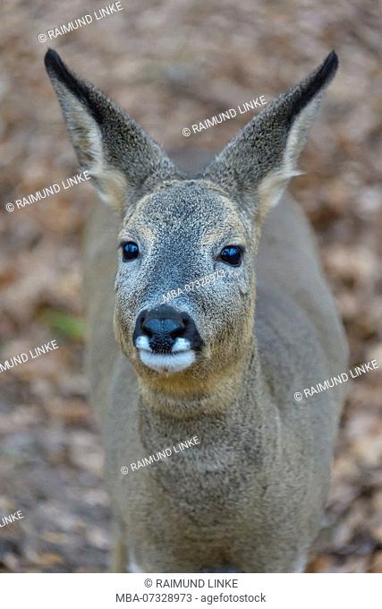 Roe Deer, Capreolus capreolus, Winter, Germany, Europe