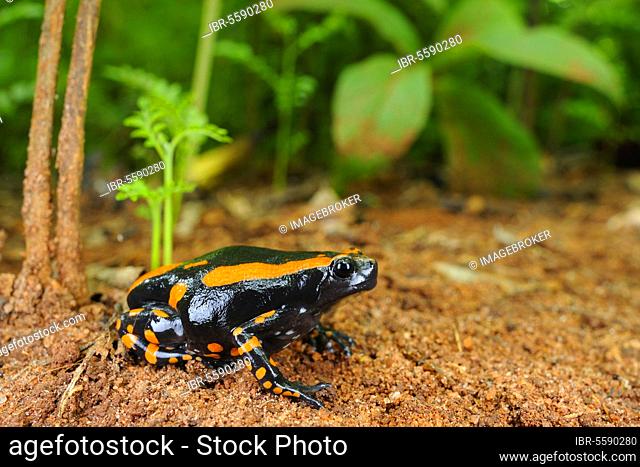 Banded Rubber Frog (Phrynomantis bifasciatus) adult, sitting on ground in coastal forest, Tanzania, Africa