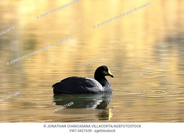 Giant coot (Fulica gigantea) sighted in its natural environment at 4000 masl in an Andean lagoon while swimming calmly. Peru