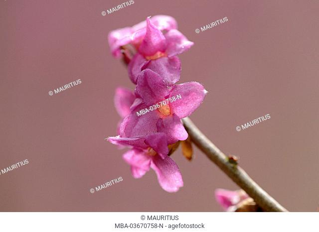 tintorell, Daphne mezereum, blossom