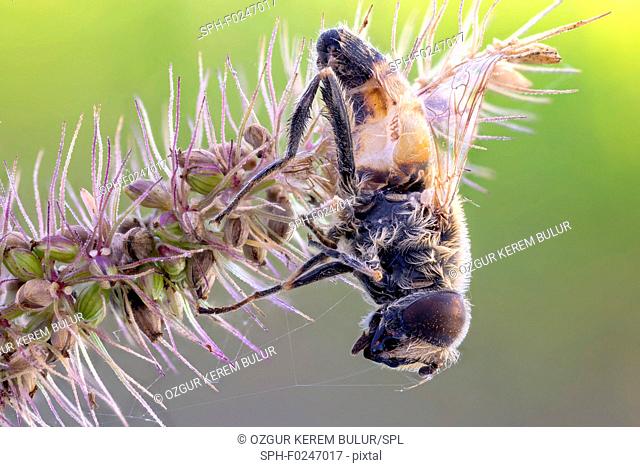 Drone Fly (Eristalis tenax) trapped on yellow foxtail grass (Setaria pumila)