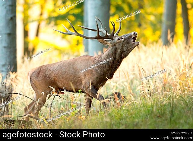 Majestic red deer, cervus elaphus, roaring in forest during rutting season. Dominant male mammal with antlers bellowing with open mouth on stags
