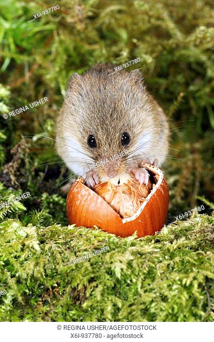 Harvest Mouse (Micromys minutus) feeding on hazel nut