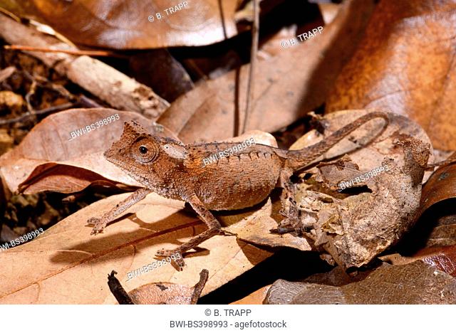 Plated leaf chameleon (Brookesia stumpfii), amongst fallen leaves on the ground, Madagascar, Nosy Be, Lokobe Reserva