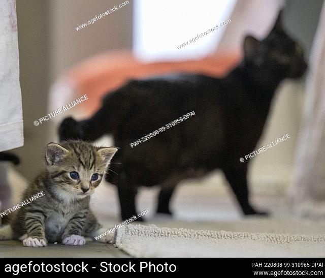 05 August 2022, Berlin: A young cat sits next to her mother in her enclosure at the Mother and Child Cat Shelter in Berlin