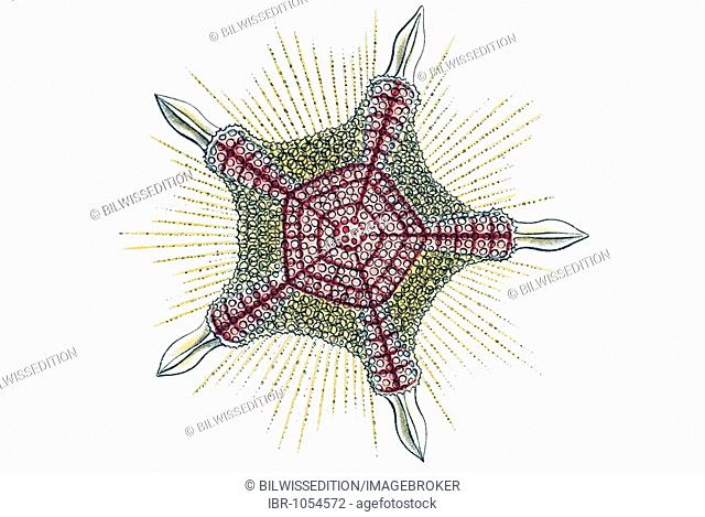 Historic illustration, tablet 11, title Discoidea, name Heliodiscus, 9/ Pentinastrum asteriscus, Porodiscida family, Ernst Haeckel, Artforms of Nature