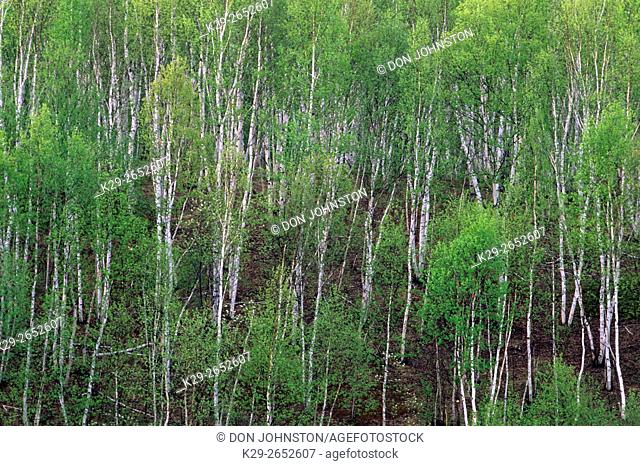 Aspens and birches on hillside in spring, Geater Sudbury, Ontario, Canada