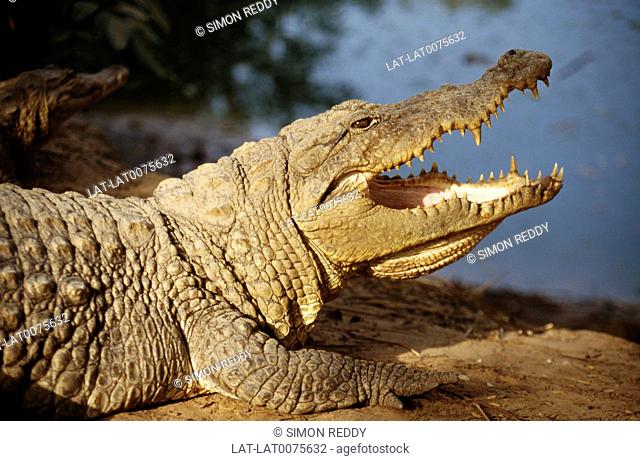 A crocodile is any species belonging to the family Crocodylidae. They are large aquatic reptiles that live in the tropics in Africa, Asia