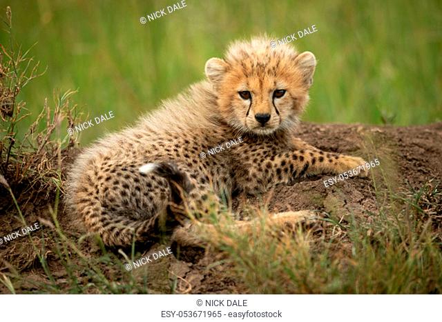 Cheetah cub lies on mound eyeing camera