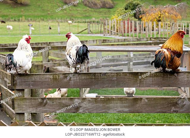 Three cockerels eyeing each other on a farm in New Zealand