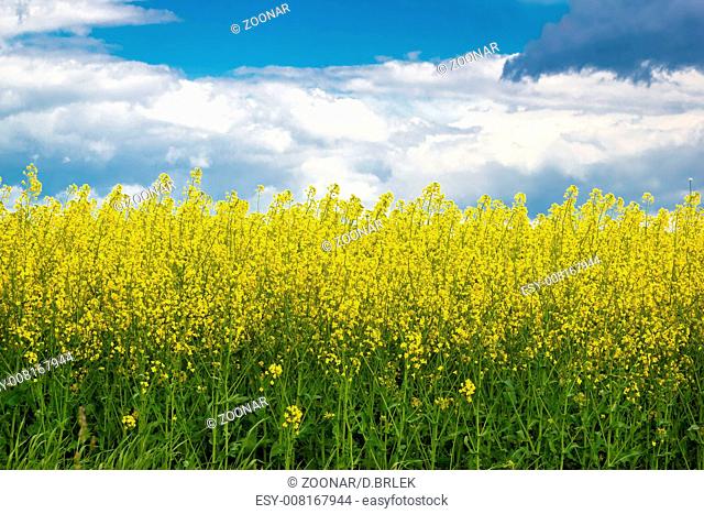 Rapeseed yellow field springtime view
