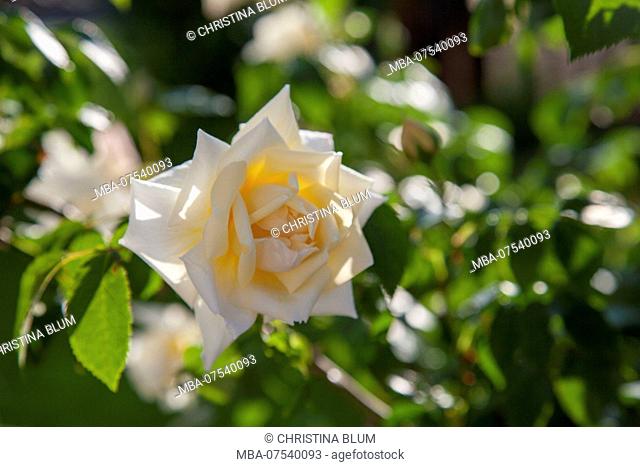 Flower of 'Ilse Maria Krohn Superior' climbing rose, close-up