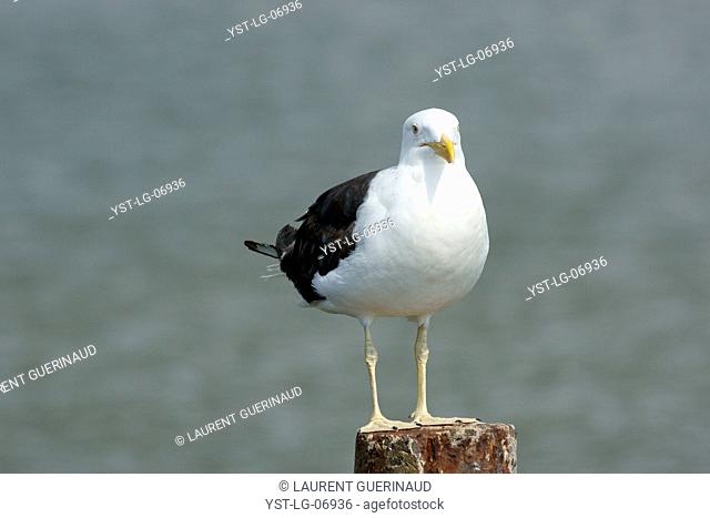 Bird, seagull, Ilha do Mel, Pontal do Sul, Paraná, Brazil