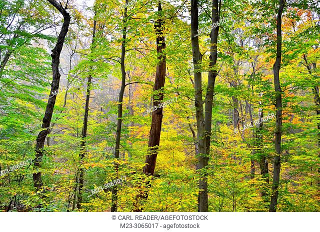 A pastiche of autumn tree color, Pennsylvania, USA