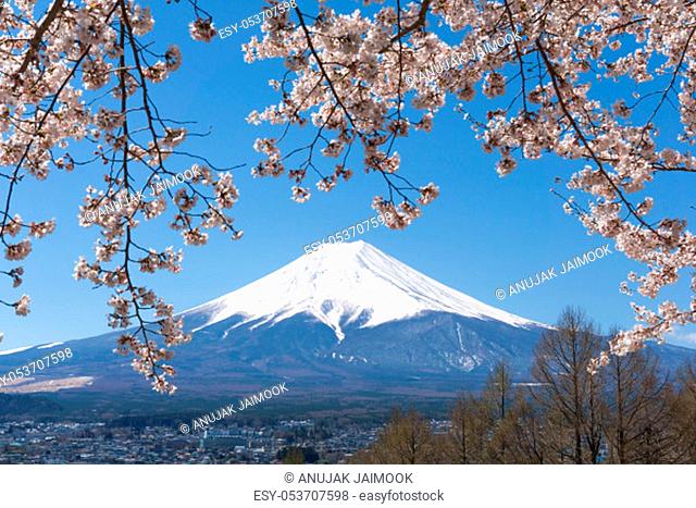 Northern Shores of Kawaguchiko where cherry trees are planted for 1.2km along the lake and Chureito Pagoda are the most scenic views can be captured cherry...