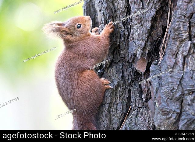 The red squirrel (Sciurus vulgaris), or simply common squirrel, is a species of Sciuromorph rodent of the Sciuridae family
