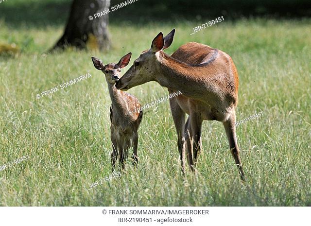 Red deer (Cervus elaphus), doe, hind, with fawn, state game reserve, Lower Saxony, Germany, Europe, PublicGround