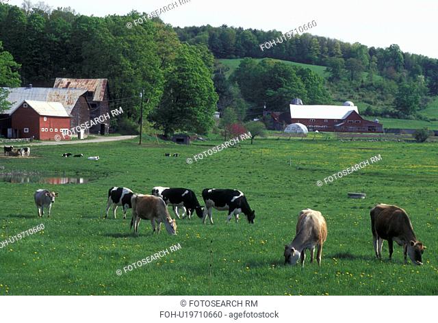 cows, farm, Vermont, VT, Springfield, Cows grazing in a pasture on a farm in Springfield in the spring
