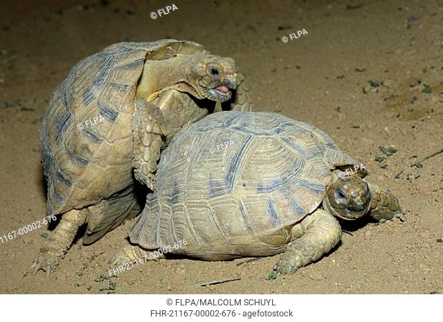 Sand Tortoise Testudo kleinmanni adult pair, mating, captive