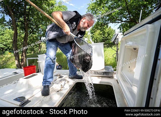 01 June 2022, Saxony-Anhalt, Oranienbaum-Wörlitz: Torsten Uhthoff, fish farmer, takes fish out of a transport container with a landing net