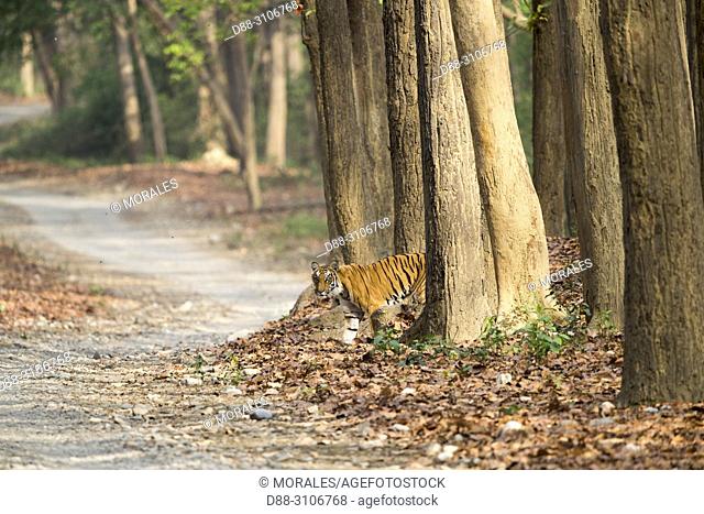 Asia, India, Uttarakhand, Jim Corbett National Park, Dhikala, Bengal Tiger ( Panthera tigris tigris) crossing a forest walkway of sal or sâla (Shorea robusta)