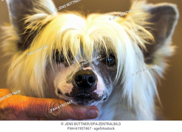 A Chinese Crested dog by Shinbashi named Kunai is presented by breeder Annerose Demski during a press conference of the 12th 'Internationale...
