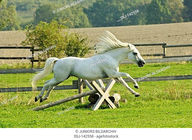 Connemara pony stallion jumping over a tiny fence on the paddock
