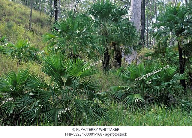 Cabbage Palm Livistona mariae woodland habitat, Carnarvon N P , Queensland, Australia