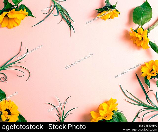 Yellow sunflowers on pink background. flat lay, top view, copy space