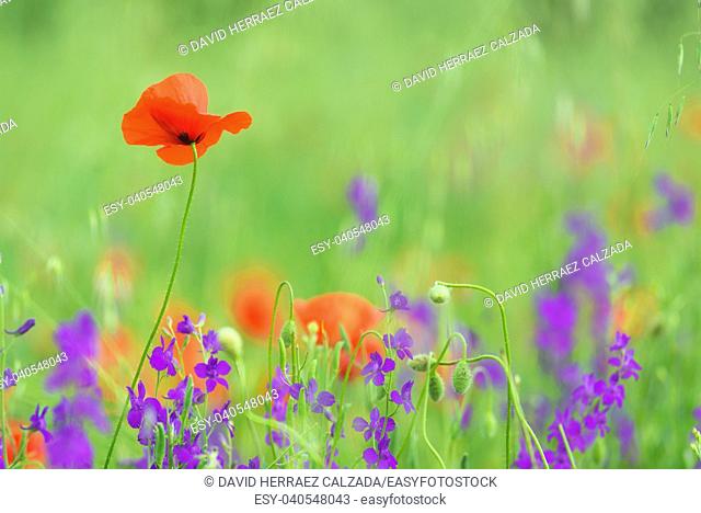 close up in poppy field and sun. Spring summer nature background concept. Shallow deep of field. Selective focus