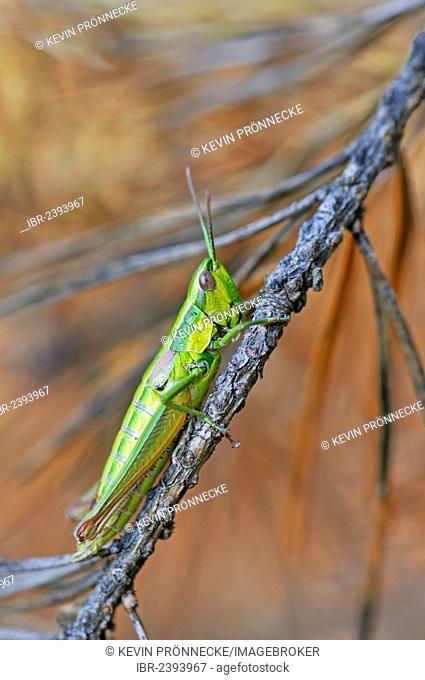 Small Gold Grasshopper (Euthystira brachyptera), Lower Lusatian Heath Nature Park, Brandenburg, Germany, Europe