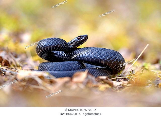 adder, common viper, common European viper, common viper (Vipera berus), black adder in threatening posture, Germany, Bavaria