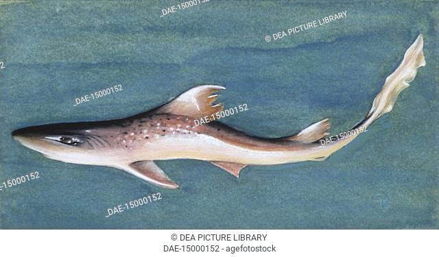 Zoology - Fishes - Squaliformes - Common smooth-hound (Mustelus sp.) illustration