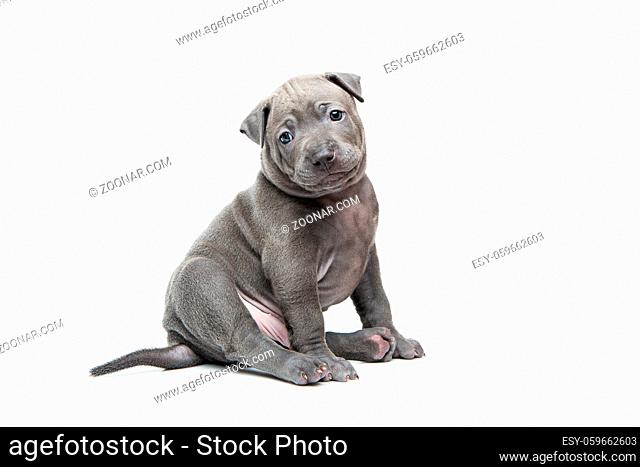 One month old thai ridgeback puppy dog sitting. Isolated on white. Copy space