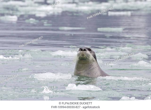 Bearded Seal Erignathus barbatus adult, amongst ice at sea, Spitzbergen, Svalbard, july
