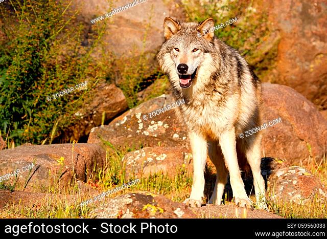 Gray wolf (Canis lupus) standing near rocks